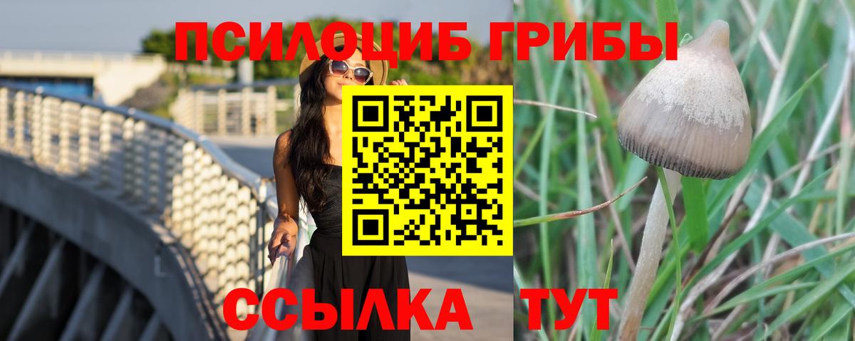 Псилоцибиновые грибы Psilocybe  Вход с VPN  Янаул 